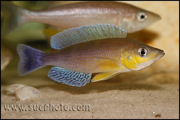 Cyprichromis sp. 'leptosoma jumbo' Cape Kachese